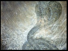 hydra