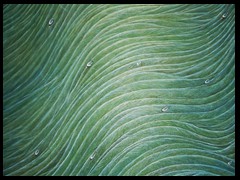 seagrass-string-by-arkis-10-15-webversion