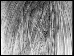 demeter-aufsteigend-graphitzeichnung-by-arkis-08-17-webv